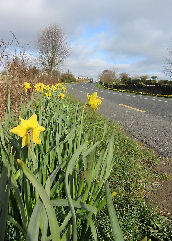 Daffodils On N77