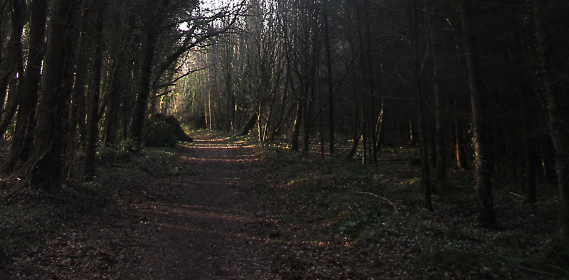 Quick Loop Walk, Dunmore Wood, Durrow.