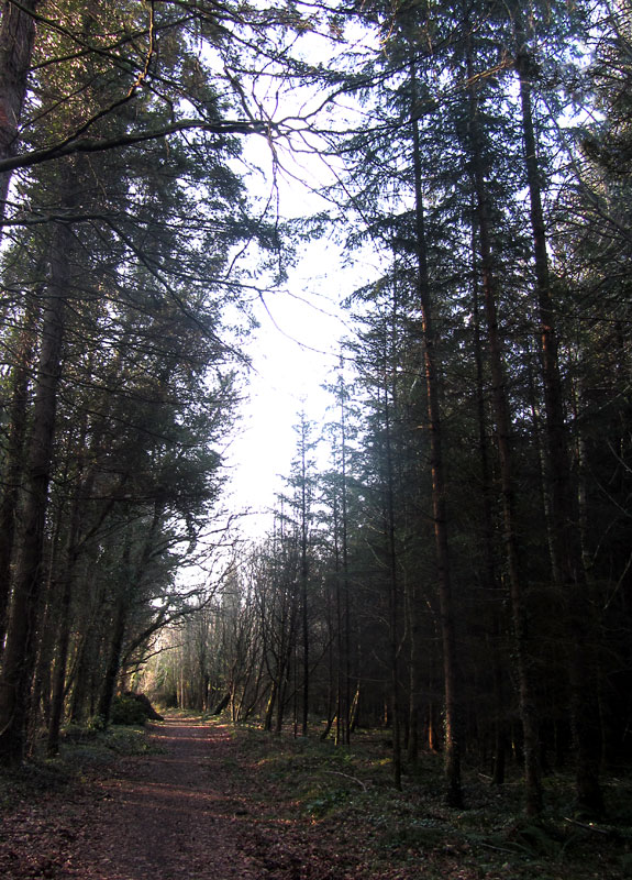 Quick Loop Walk, Dunmore Wood, Durrow.