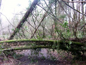 Storm Damage at Dunmore Wood, Durrow