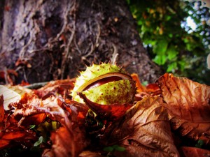 Chestnut - Leafy Loop Walks Durrow