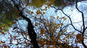 Autumn At Dunmore Wood Durrow