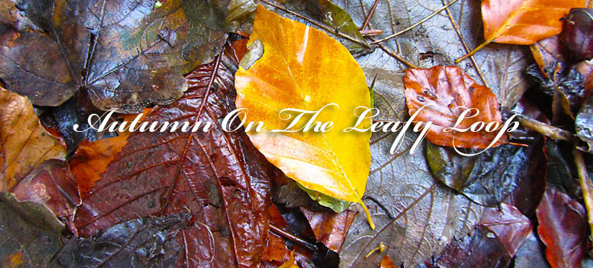 Autumn On Durrow’s Leafy Loop