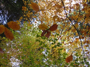Autumn On Durrow's Leafy Loop