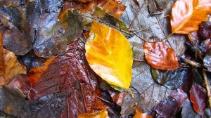 Autumn On The Leafy Loop Durrow