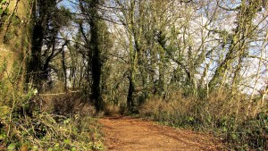 Dunmore Wood Durrow