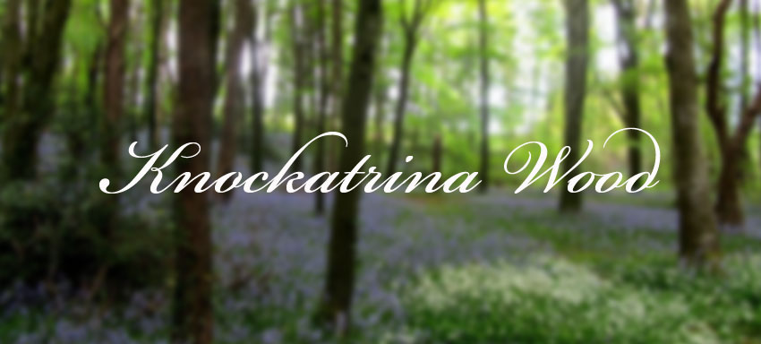 Knockatrina Wood Durrow – Panoramas