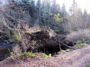 Uprooted by Storm Barney - Dunmore Wood.