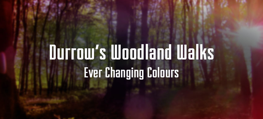 Durrow Woodland Walks – Ever Changing Colours.