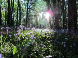 Knockatrina Wood, Durrow, Co. Laois