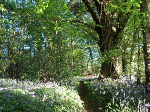 Caponnellan Wood, Durrow - Bluebell Walk.