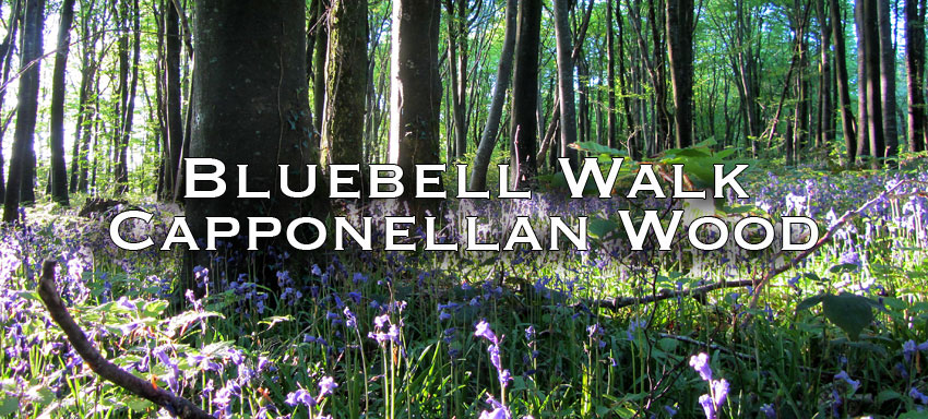 Bluebell Walk – Capponellan Wood Durrow.