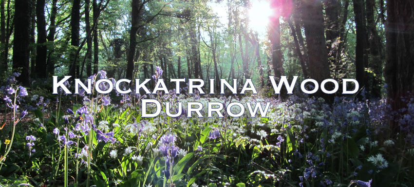Knockatrina Wood in Full Bloom.