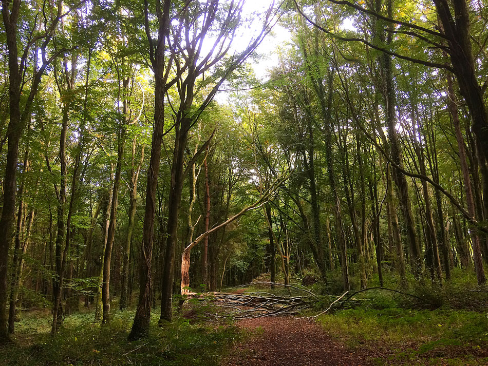 Knockatrina Wood, Durrow. October 2016.