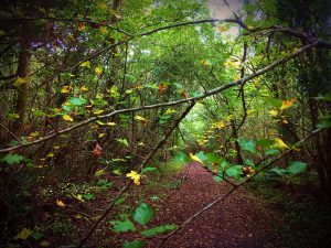 Knockatrina Wood, Durrow. October 2016.