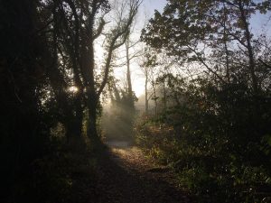 The sun emerges through the fog - Dunmore Wood, Durrow.