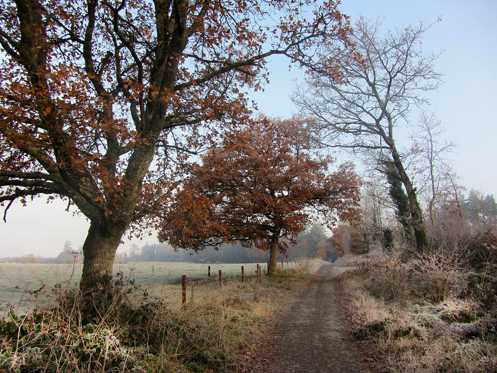 Dunmore Wood, Durrow, November 30th, 2016.