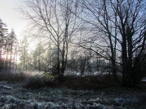 Morning frost, Dunmore Wood, Durrow.