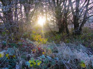 Sun and frost @ Dunmore Wood Durrow.
