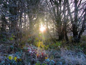 Sun and frost @ Dunmore Wood Durrow.