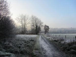 Morning frost, Dunmore Wood, Durrow.