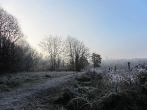 Morning frost, Dunmore Wood, Durrow.