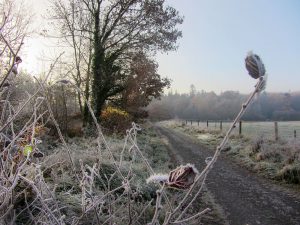 Frosty morning, Dunmore Wood, Durrow.