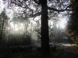 Dunmore Wood, Durrow, November 30th, 2016.
