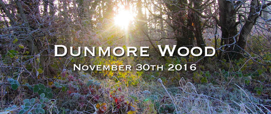 Dunmore Wood Durrow – November 30th 2016.