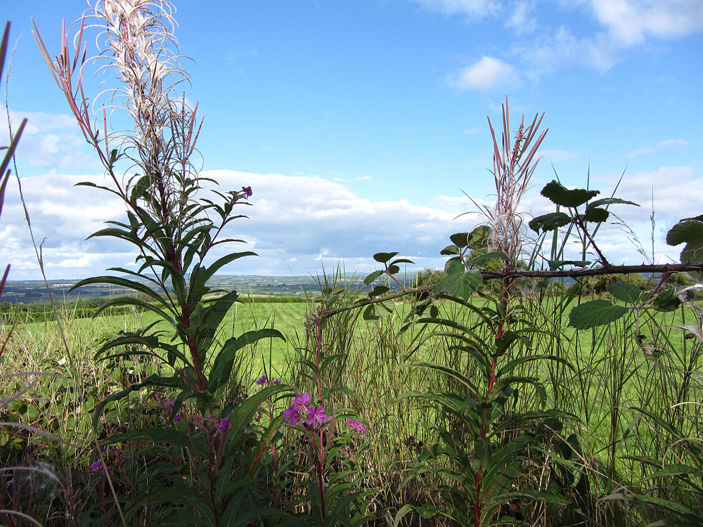 The Ballagh, Durrow, Co. Laois