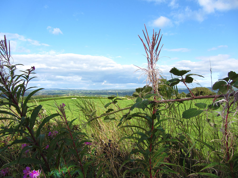 The Ballagh, Durrow, Co. Laois