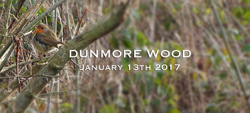 Dunmore Wood Durrow – January 13th 2017.