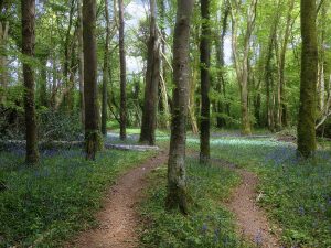 Pathway at Knockatrina Wood