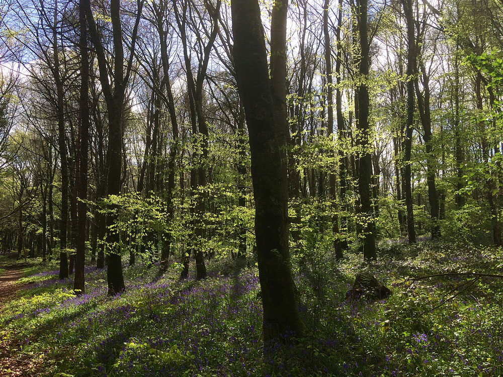 Bluebells at Knockatrina Wood, Durrow - April 25th 2017.