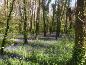 Bluebells at Knockatrina Wood, Durrow - April 25th 2017.