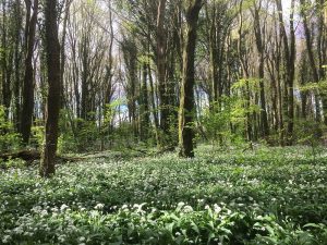 Bluebells at Knockatrina Wood, Durrow - April 25th 2017.