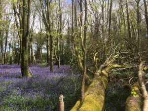 Bluebells at Knockatrina Wood, Durrow - April 25th 2017.