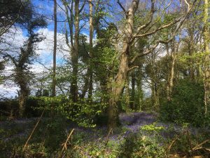 Bluebells at Capponellan Wood, Durrow - April 26th 2017.