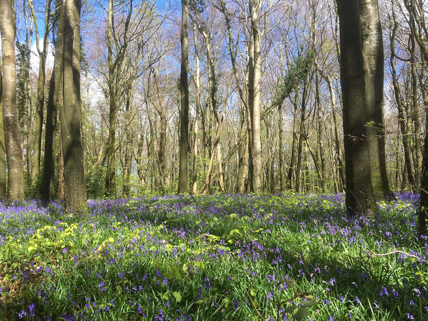 Bluebells at Capponellan Wood, Durrow - April 26th 2017.