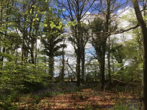 Capponellan Wood, Durrow - April 26th 2017.