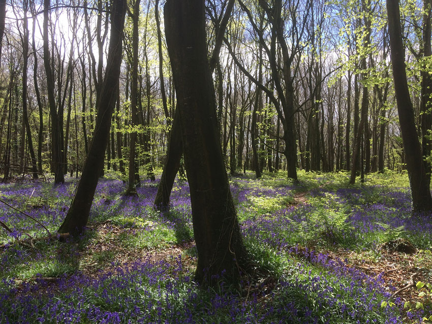 Bluebells at Capponellan Wood, Durrow - April 26th 2017.