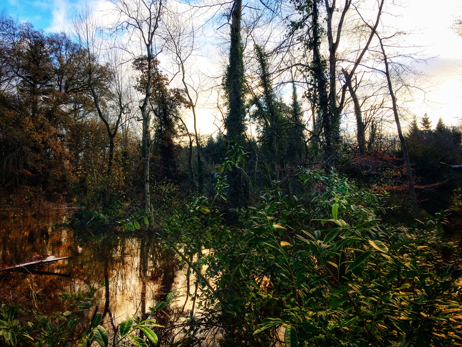 Flooding at Dunmore Wood, Durrow