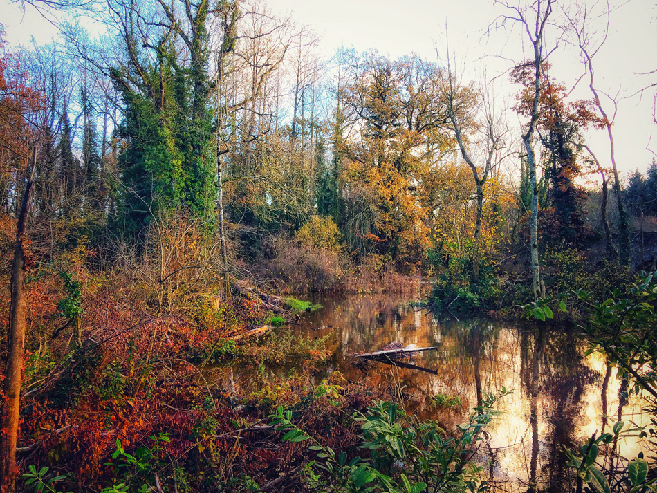 Flooding at Dunmore Wood, Durrow