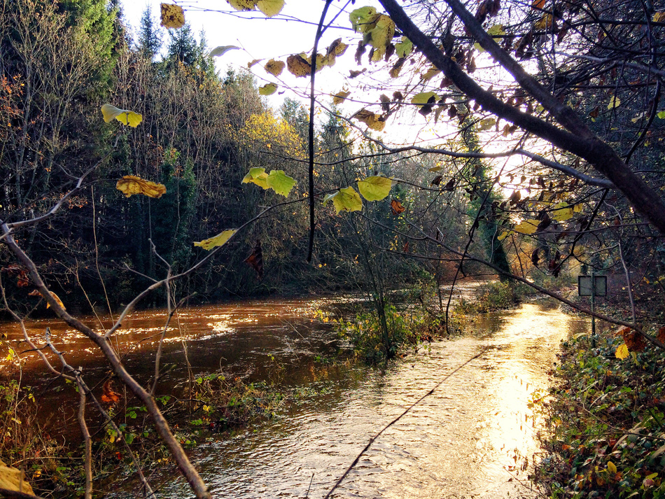 Riverbank Walkway at Dunmore Wood