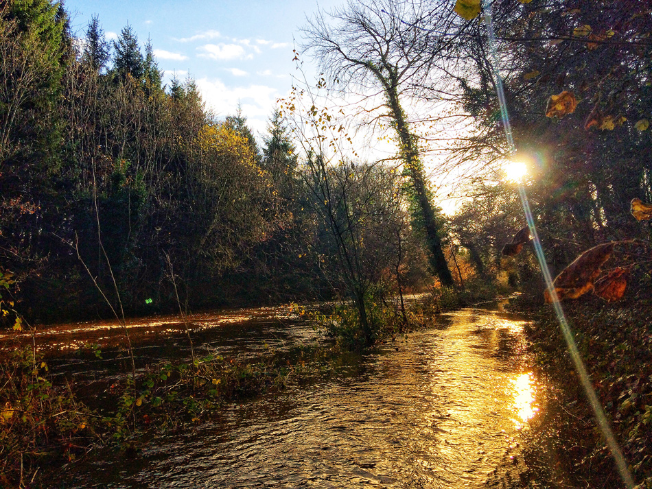 Riverbank Walkway at Dunmore Wood