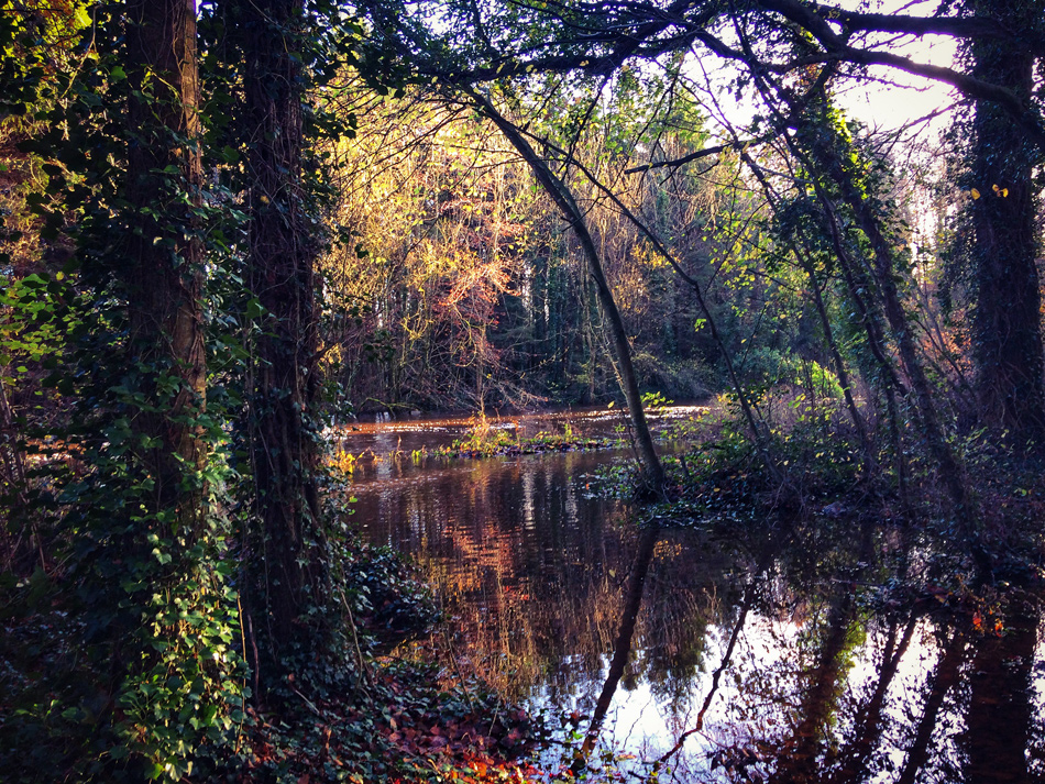 Riverbank Walkway at Dunmore Wood