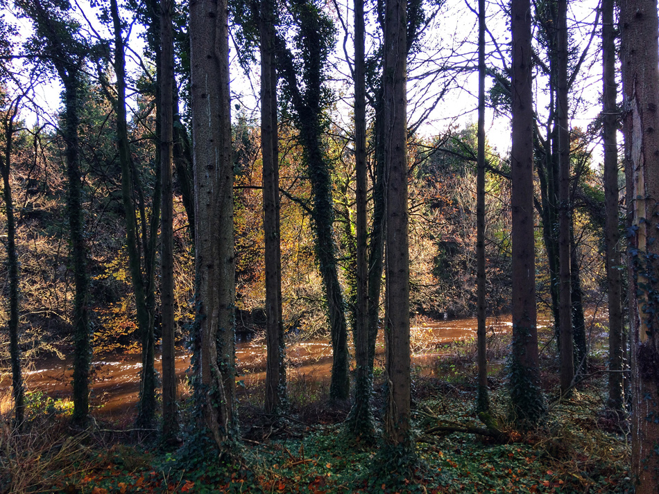 Flooding at Dunmore Wood, Durrow