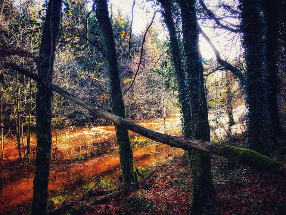 Flooding at Dunmore Wood, Durrow