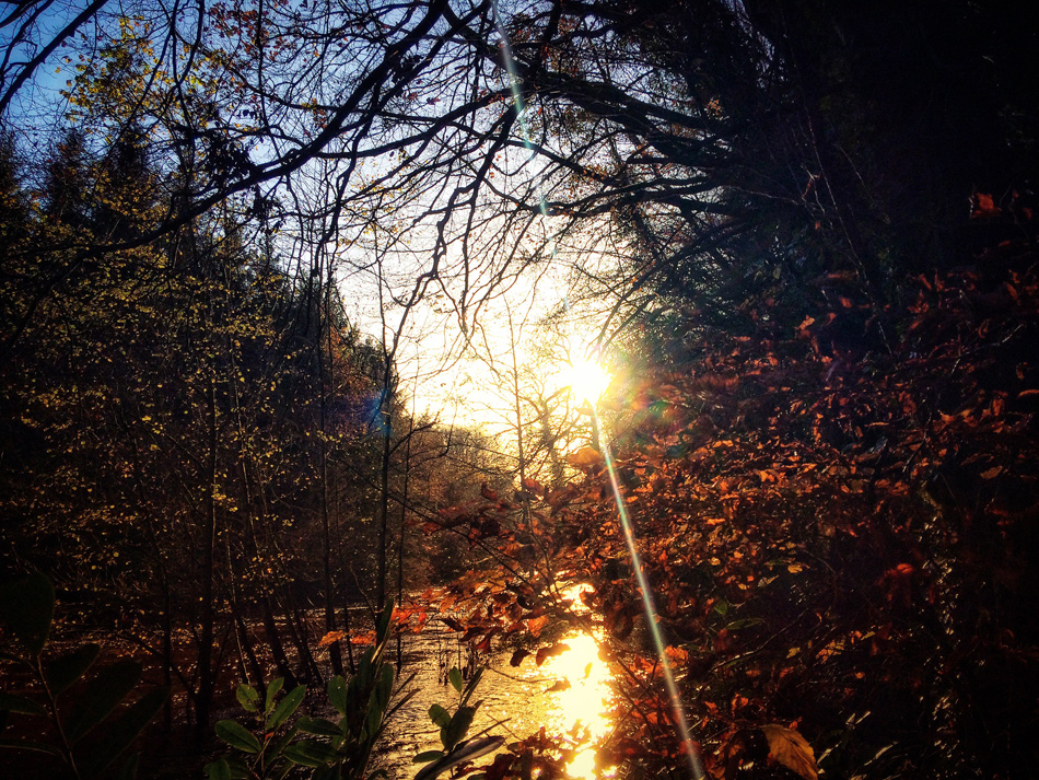 Flooding at Dunmore Wood, Durrow