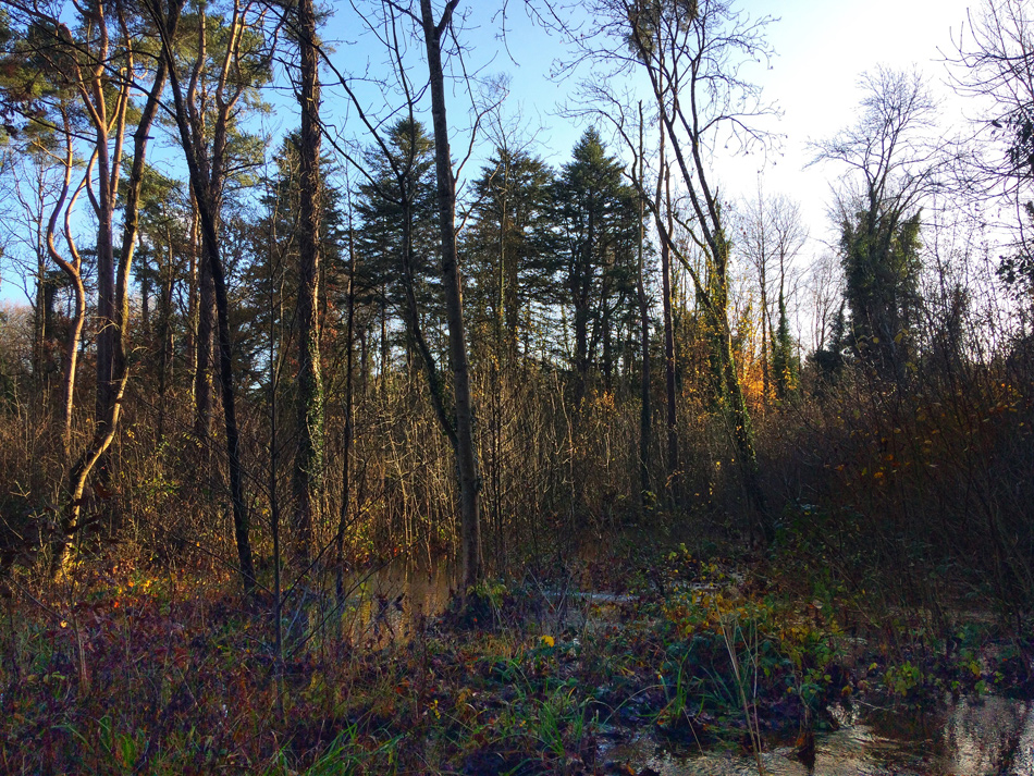 Flooding at Dunmore Wood, Durrow